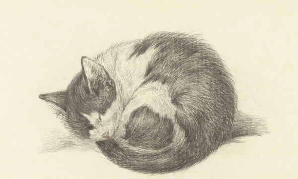 5 Essential Tips: How to Draw or Paint Cats - Complete Guide with Examples