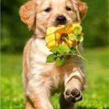 Diamond Painting - Labrador & Flower