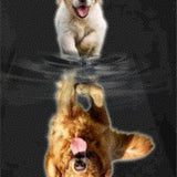 Diamond Painting - Large and Small Labrador