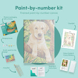Paint by numbers Labradorin pentu