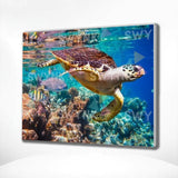 Painting by numbers Sea Turtle