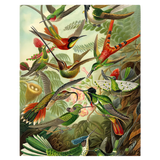 Painting by numbers Hummingbirds
